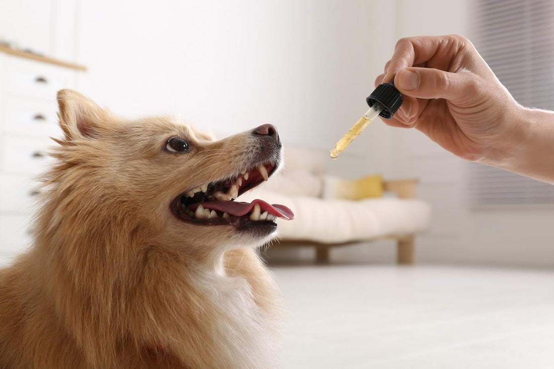 Does Dog Cbd Oil Expire