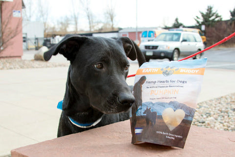 What If Your Dog Hates Car Rides?