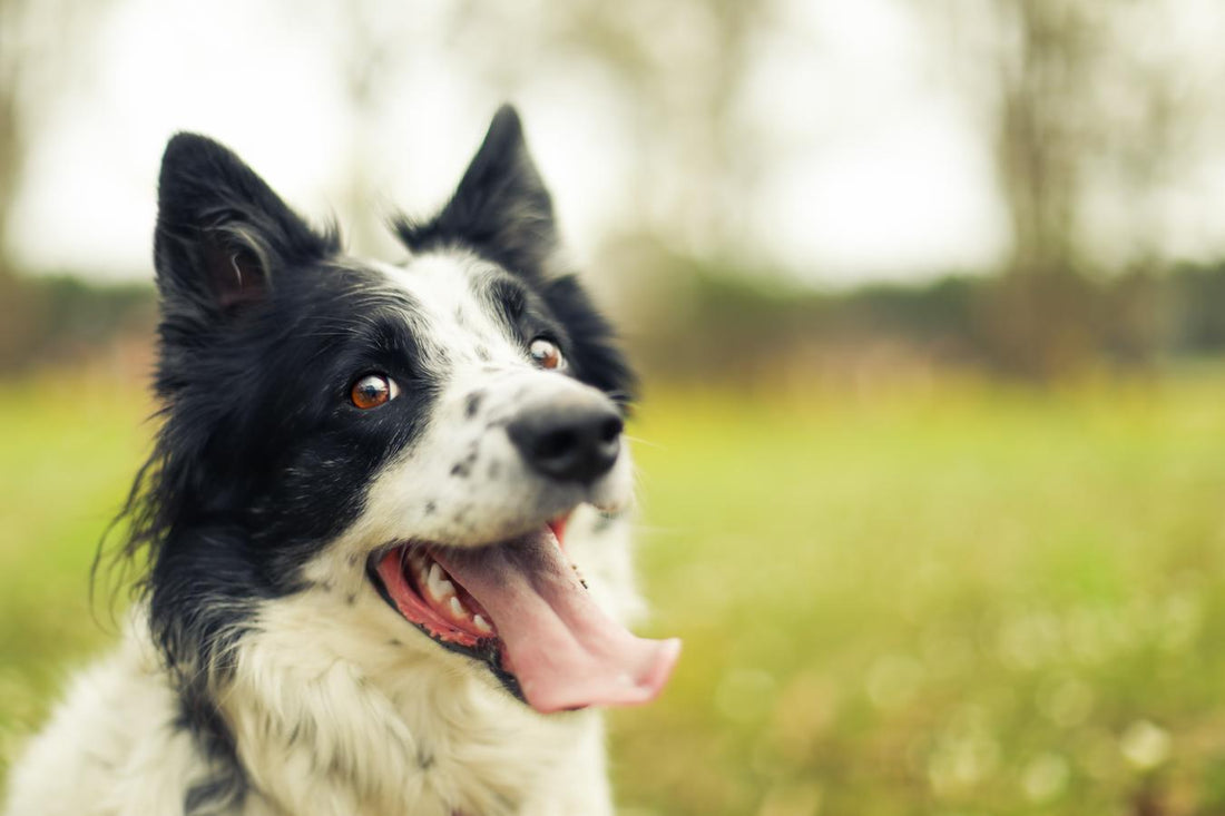 How To Calm A Panting Dog