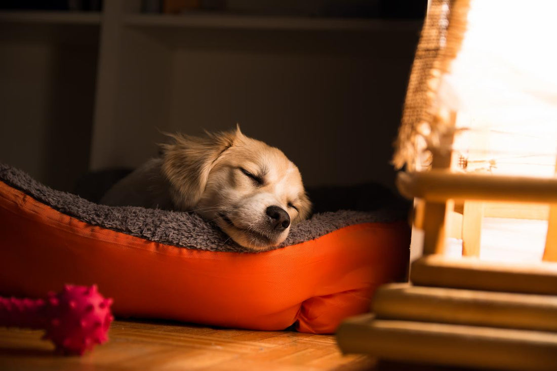 How To Calm A Restless Dog At Night