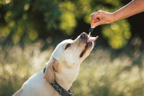 How to Give Your Dog CBD Oil
