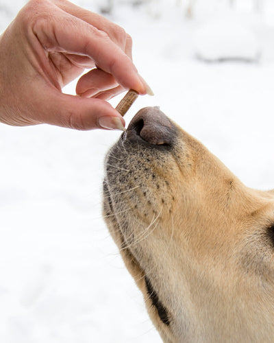 Read how to give a capsule to a dog. Hand giving yellow lab Earth Buddy Focus+Immune capsule.