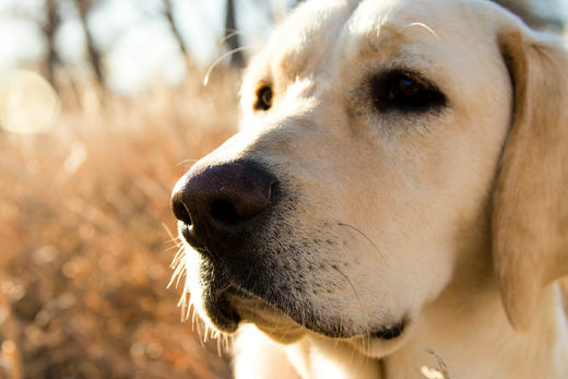 Mushroom Fruiting Body VS Mycelium for Pets