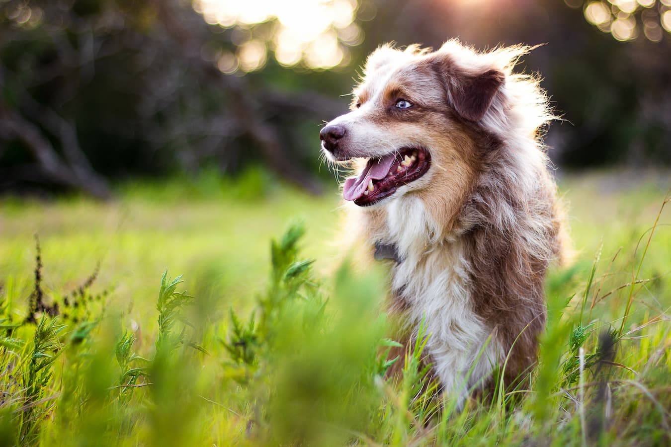 Glutathione vs. NAC: A Comparison of These Antioxidants Earth Buddy Pet Glutathione vs. NAC: A Comparison of These Antioxidants Earth Buddy Pet
