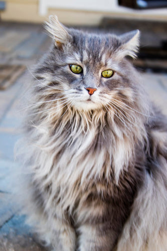 Happy Cat 101: 8 Signs of Feline Contentment