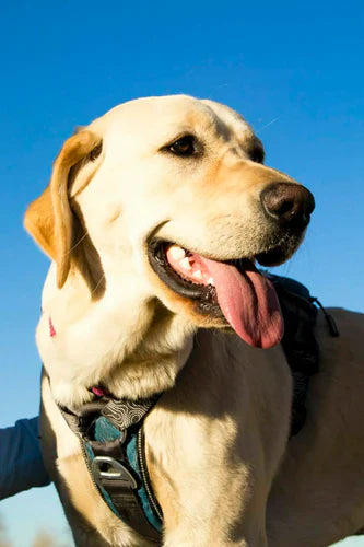 Why Does My Dog Have Bad Breath?