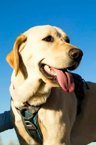 Why Does My Dog Have Bad Breath? - Earth Buddy  Earth Buddy Pet
