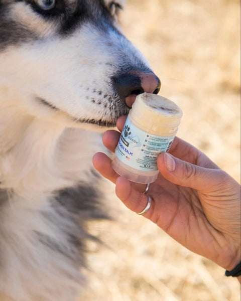 Skin & Coat Supplements for Pets