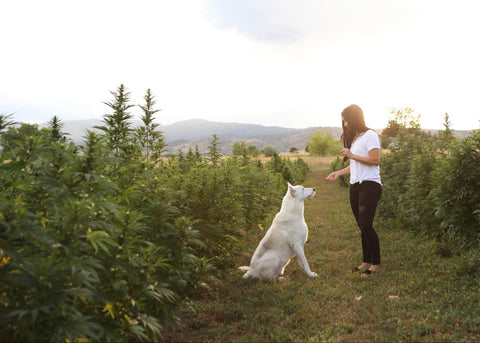 White german shepherd taking cbd dog treats from dark haired woman in white shirt on Earth Buddy’s organic hemp farm.