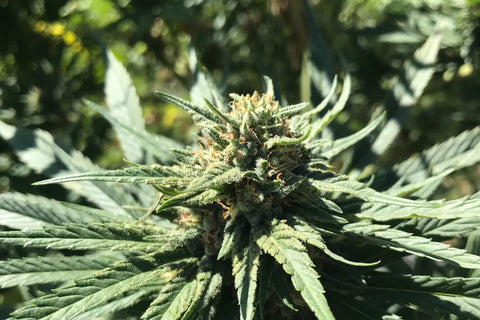 cbd-pet-products