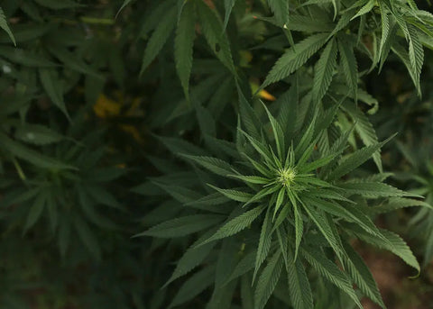 organic-hemp-earth-buddy