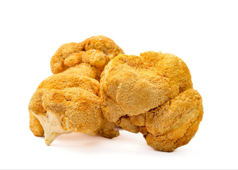 Dried lion’s mane mushrooms used in hemp oil and CBD dog chews for natural wellness support