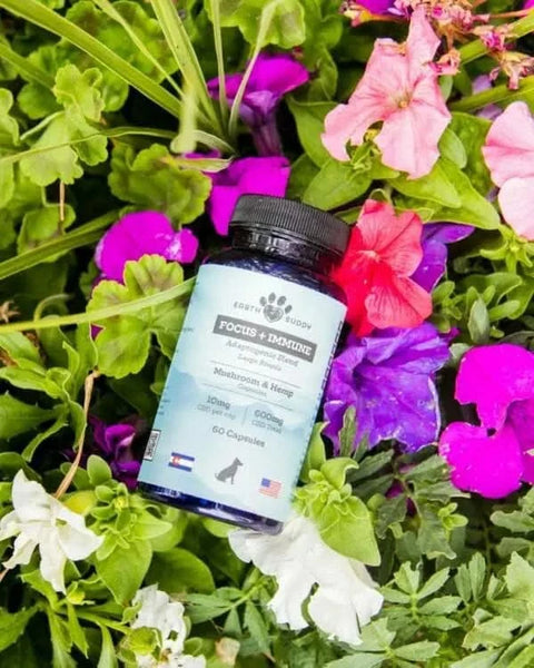 A bottle of Focus and Immunity supplements for large dog breeds.