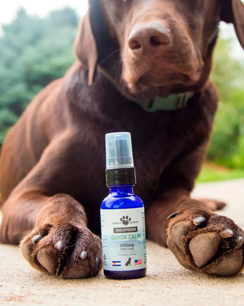 A chocolate lab with Earth Buddy Quick Calm from the cat & dog calming supplements bundle.
