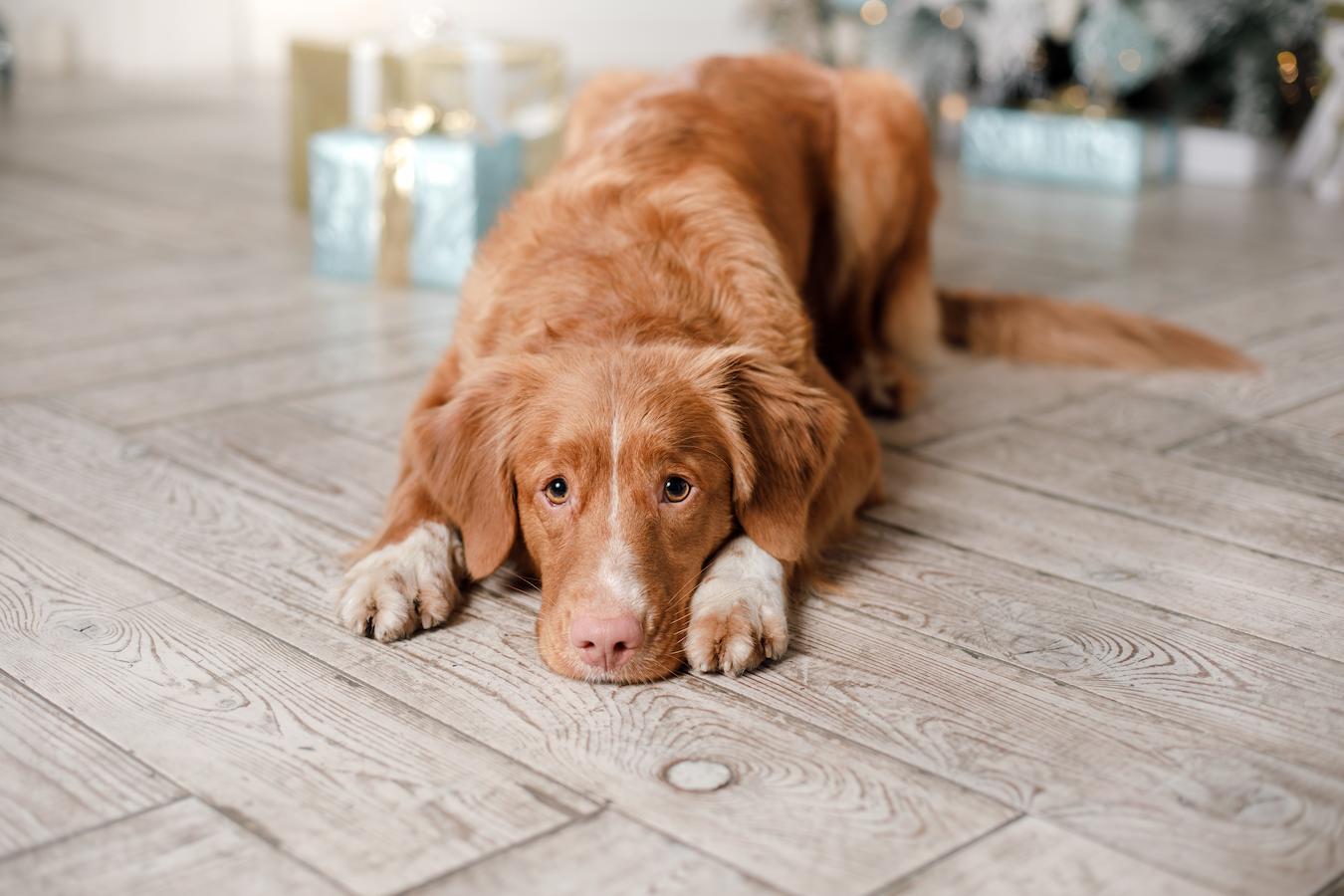 6 Signs Your Dog Is Unhappy, And Ways You Can Help