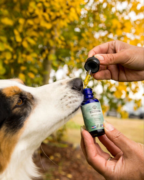 aussie shepherd taking dropper of Earth Buddy full spectrum CBD oil to help with pain & anxiety.