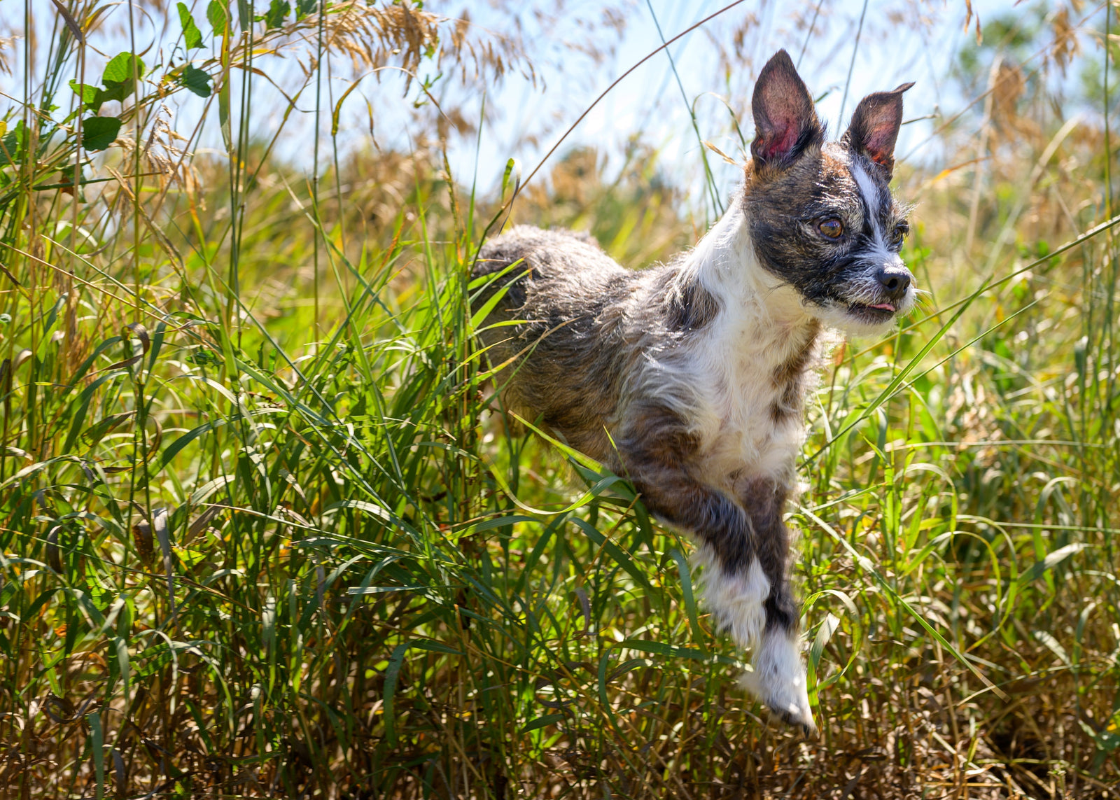 How to Calm a Dog For Grooming: 8 Strategies That Work
