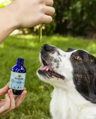 Border Collie taking a dropper of Earth Buddy's CBD Oil for dogs from person