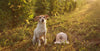 Earth Buddy Celebrates Independent Pet Retailers by Making Every Day “Neighborhood Pet Store Day”