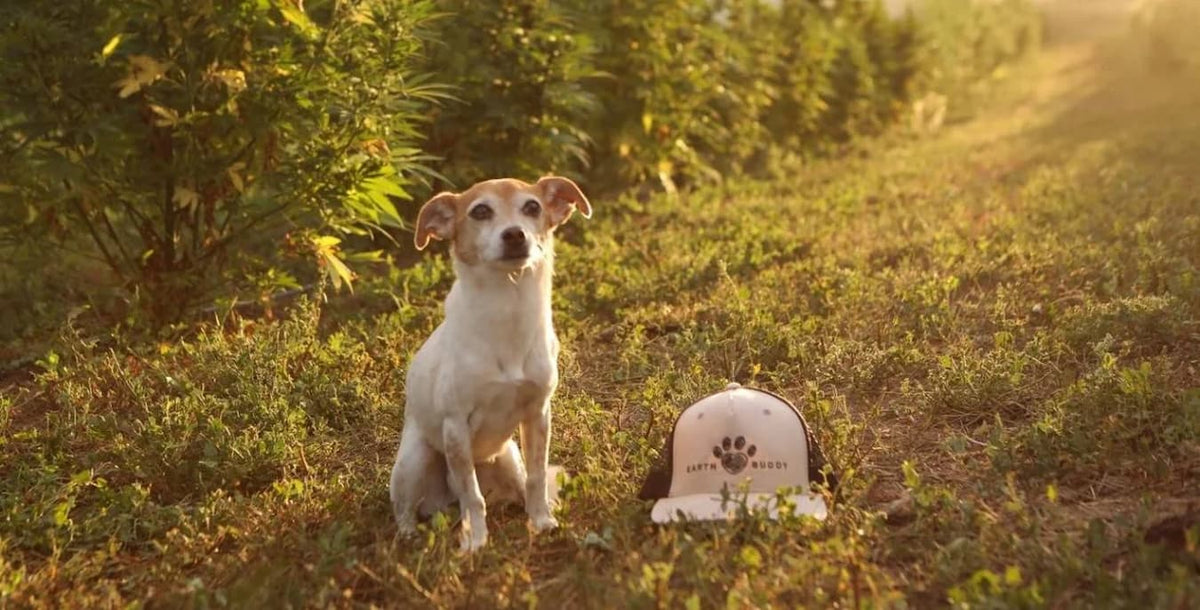 Earth Buddy Celebrates Independent Pet Retailers by Making Every Day “Neighborhood Pet Store Day”