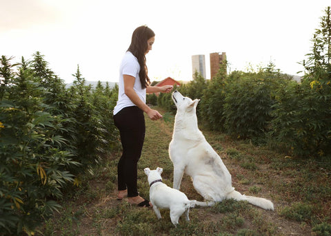 Earth Buddy prioritizes transparency, natural ingredients, and customer education to support and empower pet owners. 