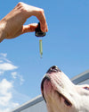 Earth Buddy Shares Thoughtful Holiday Gift Pairings for Pet Well-Being and Enrichment
