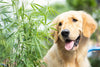 Earth Buddy Addresses Upcoming Federal Regulation Changes and Their Impact on Pet Products
