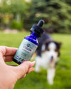 Earth Buddy to Launch Study Pages Showcasing CBD Research for Pet Calming and Mobility