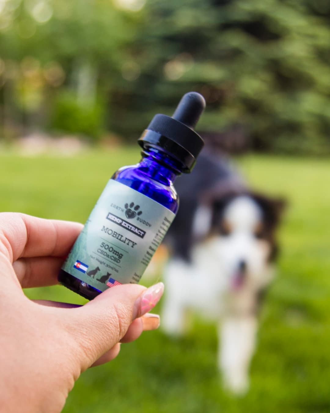 Earth Buddy to Launch Study Pages Showcasing CBD Research for Pet Calming and Mobility