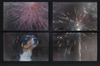 How to Keep Your Dog Calm This 4th of July