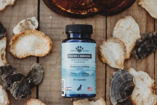 What Are Adaptogenic Mushrooms? Are They Safe for Pets?