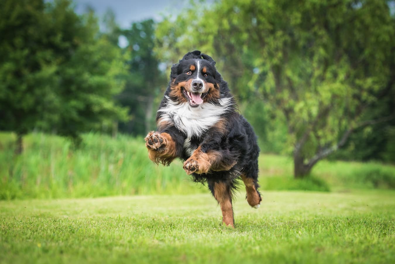 Amino Acids for Dogs: Everything to Know