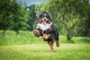 Amino Acids for Dogs: Everything to Know