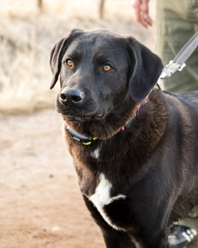 The Ultimate Relaxation Protocol for Dogs: How CBD Can Help