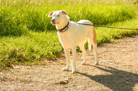 A dog on a walk in Colorado on a trail, feeding whole food sources of the B vitamins that support canine energy metabolism.