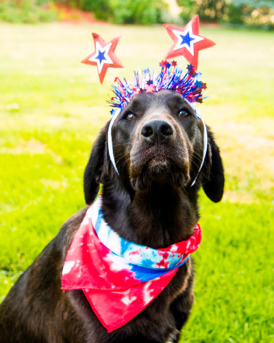 7 Tips For Calming Your Dog During Fireworks and Loud Noises