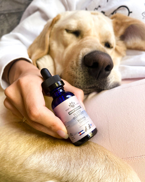 Yellow Lab sleeping with owner holding bottle of CBN Oil for dogs. Learn why Earth Buddy Products work