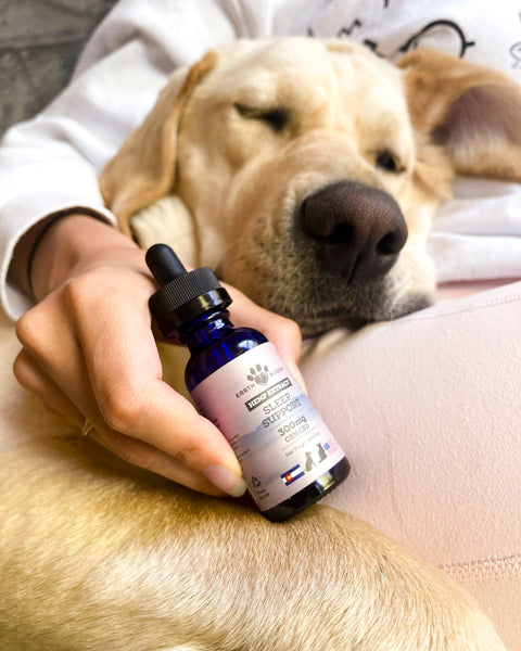 Yellow Lab sleeping with owner holding bottle of CBN Oil for dogs. Learn why Earth Buddy Products work