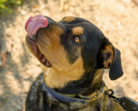 Best supplements for active dogs including joint, recovery, and CBDa support from Earth Buddy