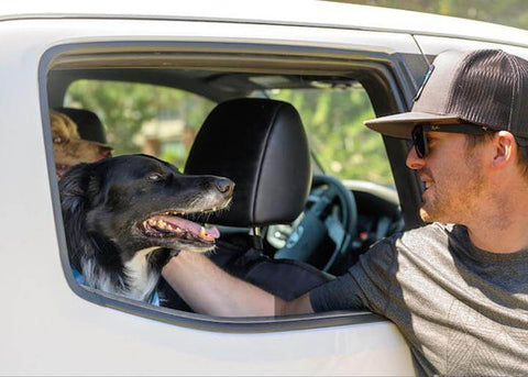 Dog looking out a car window on a road trip, showing the best way to travel with a dog safely and calmly.