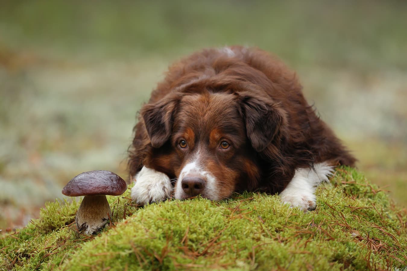 What Does Beta Glucan Do for Dogs?