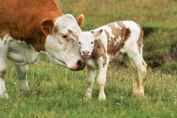 Pet Supplement Insights: What is Colostrum?