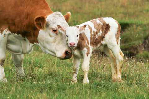 Newborn calf nursing from its mother during the first hours when colostrum is produced