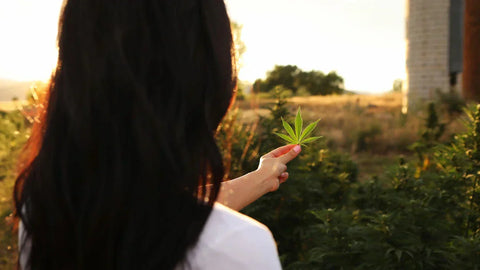 Broad spectrum vs full spectrum CBD for dogs comparison from Earth Buddy Pet