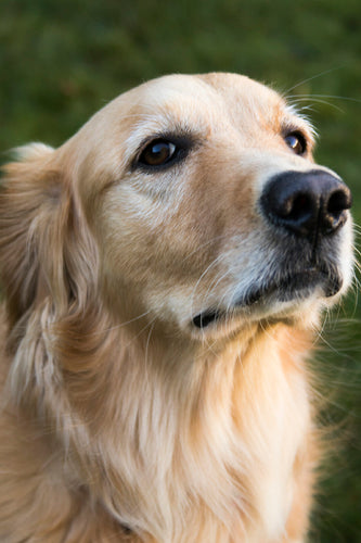 How to Calm a Dog For Grooming