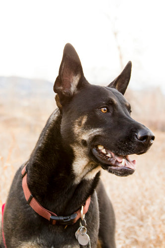 Dog Behaviors: Why Do Dogs Bark At Nothing?