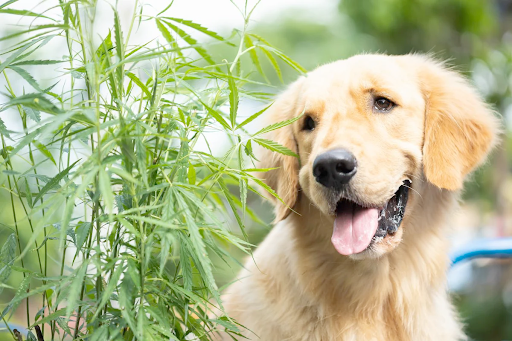 Earth Buddy’s Free Dog Calming Guide Connects Pet Owners With Natural Solutions for Managing Everyday Stress