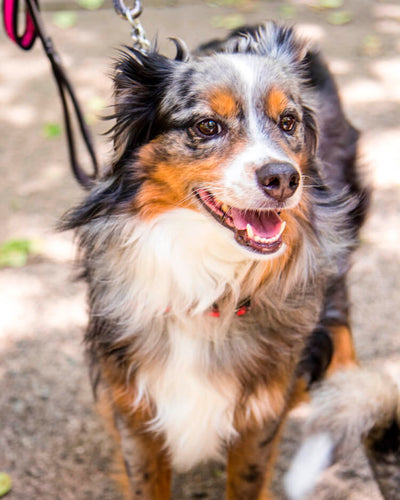 How to Calm a Hyper or Stressed Dog Down