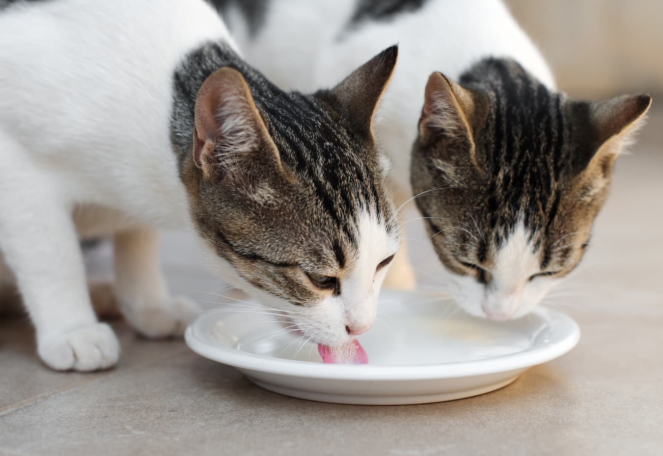 Can Cats Have Colostrum? Benefits, Uses, & More