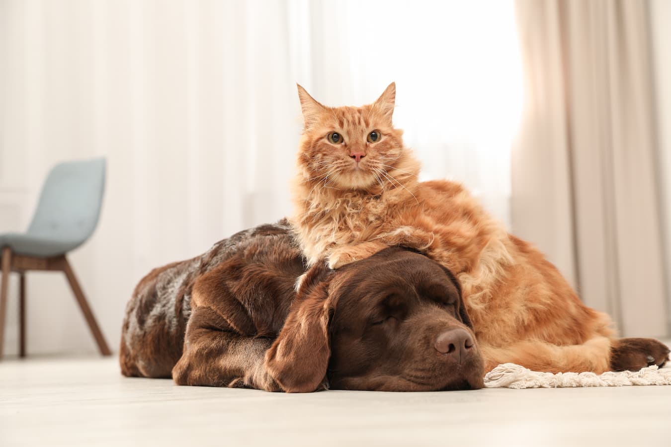 Can Dogs Be Allergic to Cats?